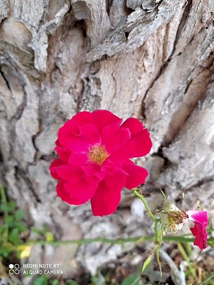 La Rosa Selvatica