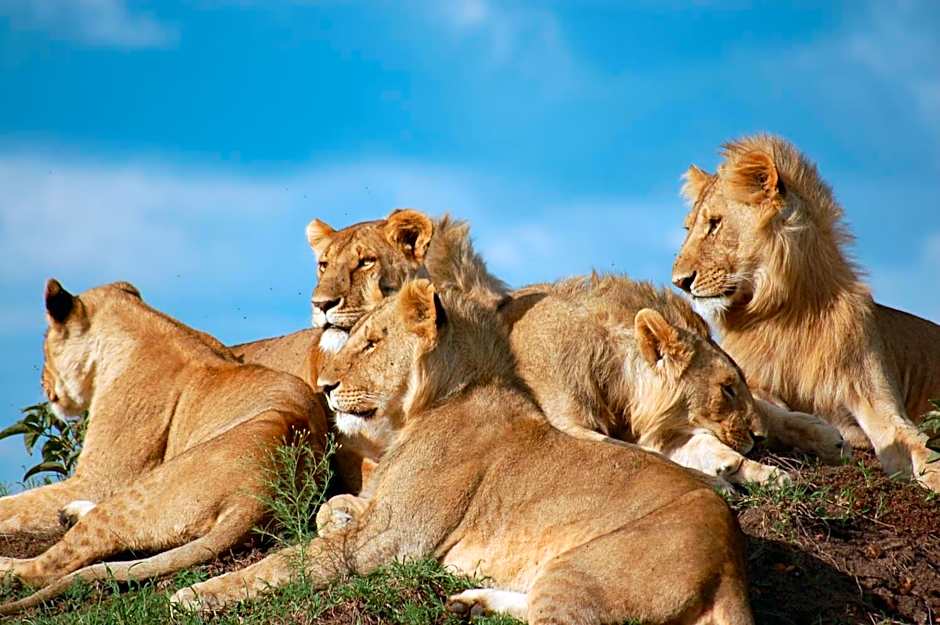 Mara Intrepids Tented Camp