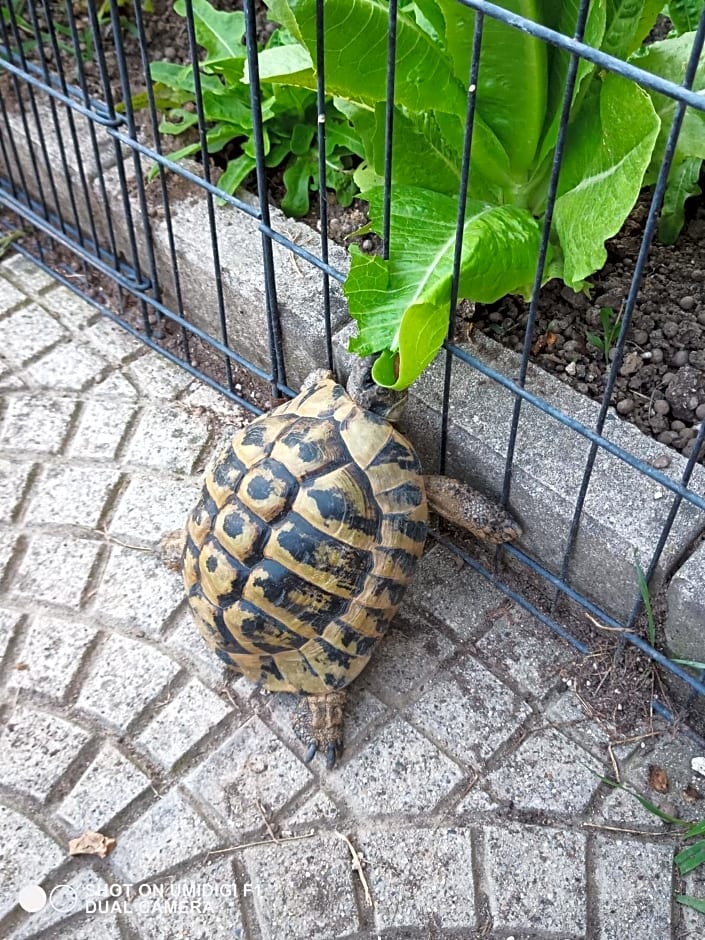 Le piante di casa SaMar