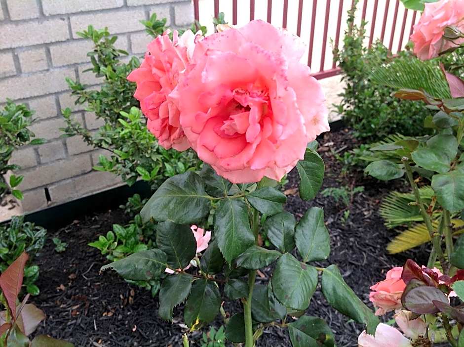 Scottish Inns & Suites Timber Creek, Houston, TX