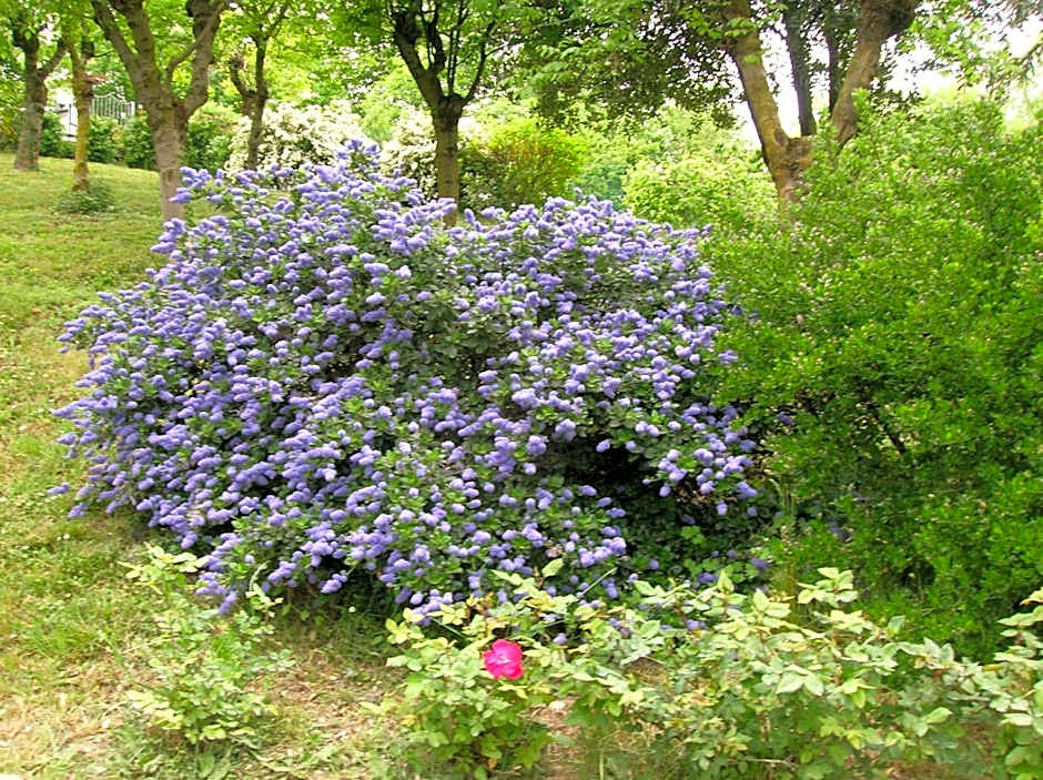 B&B Il Suono del Bosco