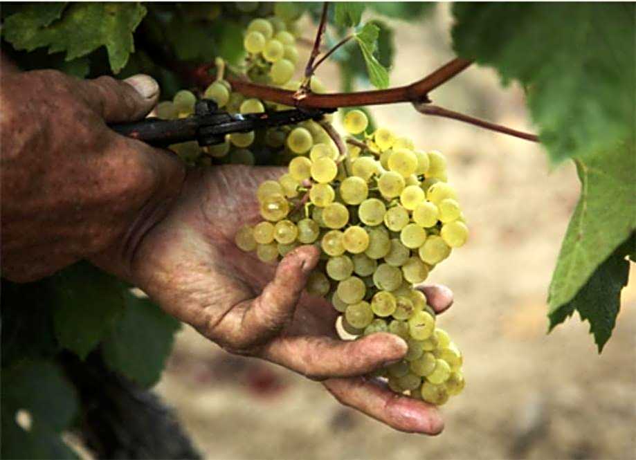 Le Fréginat - Mauzac