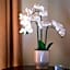 PARNIS PALACE Hotel Suites