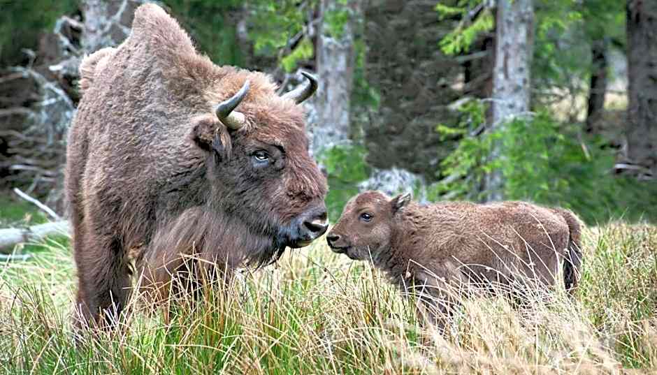Brit Hotel Confort Deltour Mende