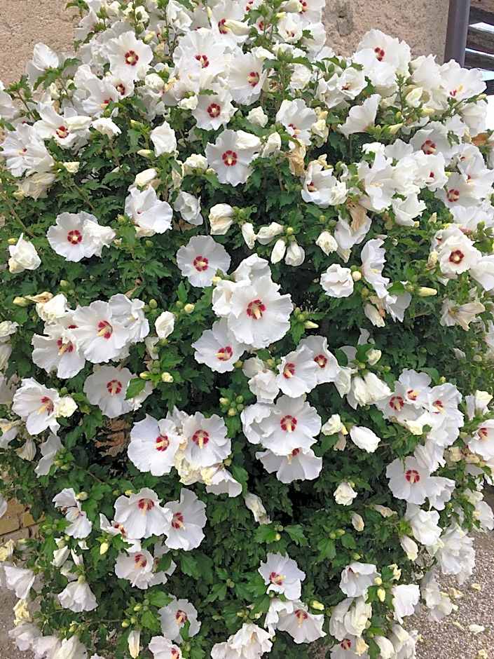 Palazzo Strassoldo bed & breakfast