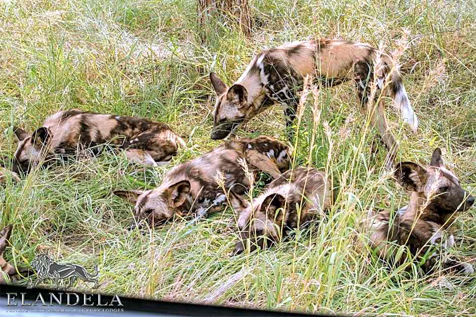 Elandela Private Game Reserve and Luxury Lodges Pty Ltd