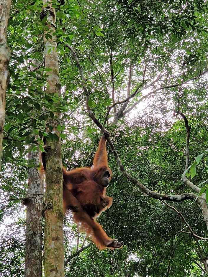 Asim Paris Guesthouse & jungle trekking