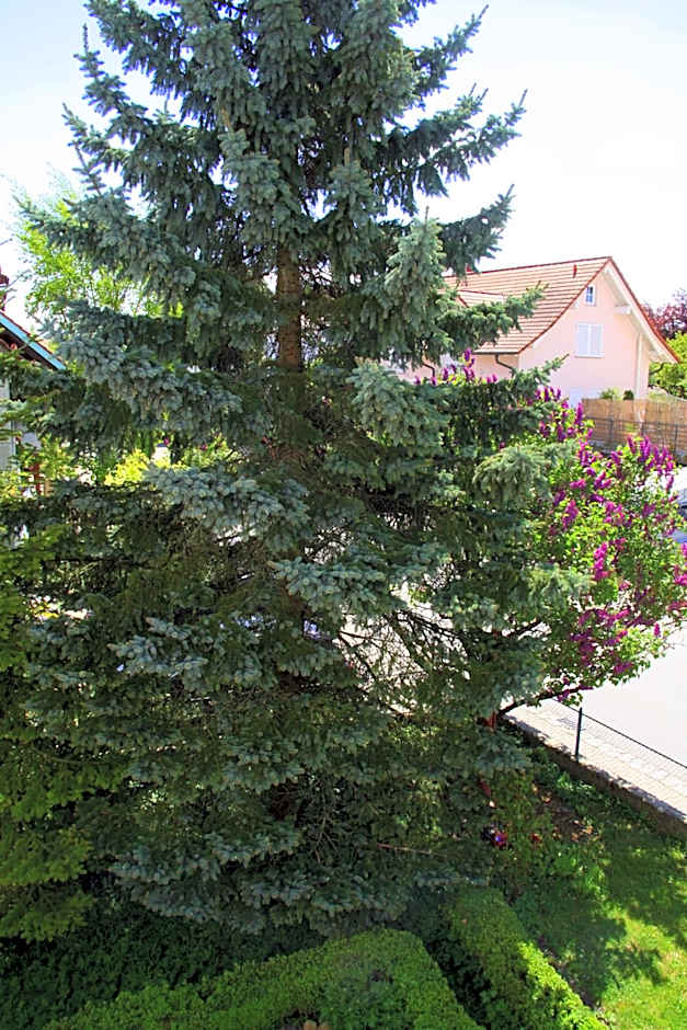 Waldvogel Ferienzimmer klimatisiert