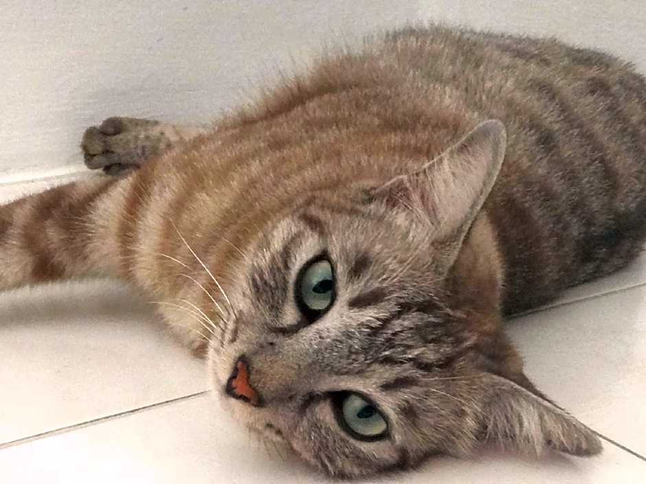 Rumah Putih B&B near KLIA