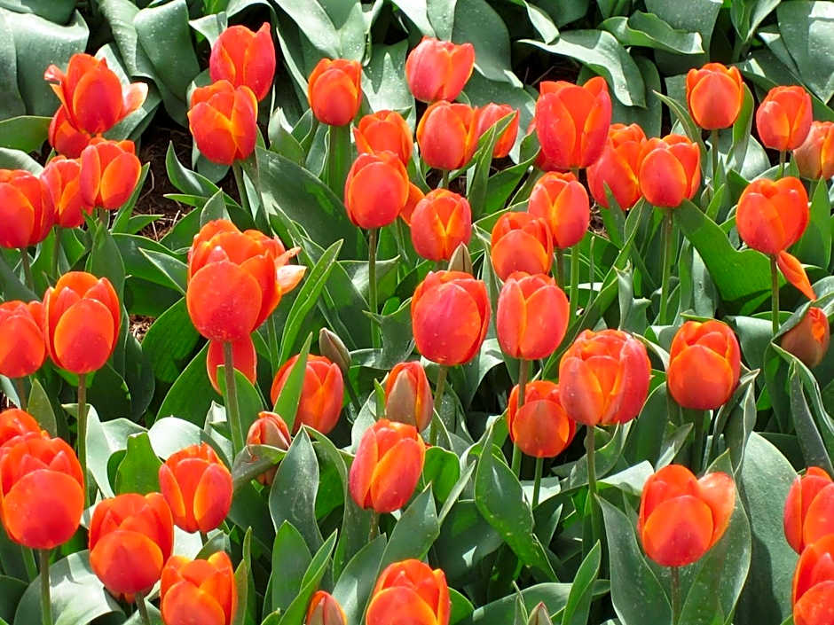 The Waterfront Wynyard