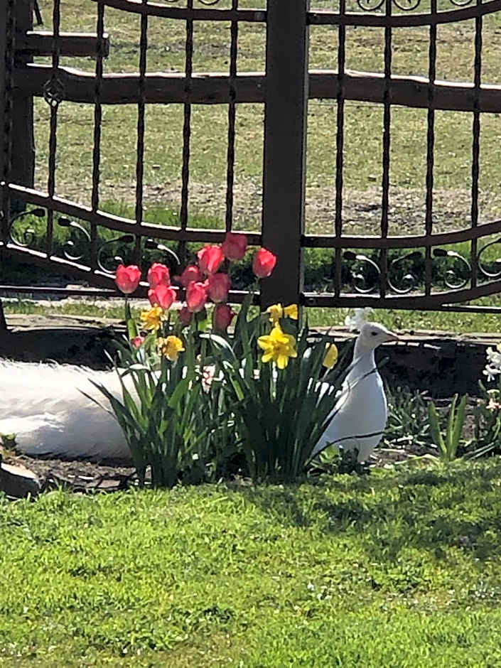 Feniks Agro&Spa Adults Only