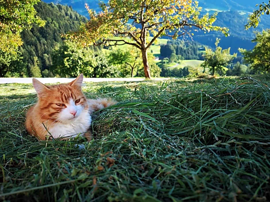 Hotel & Alpengasthof Pinzgerhof