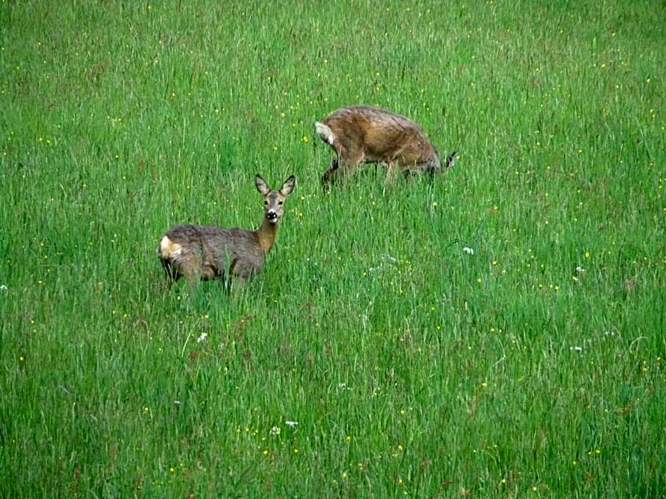 Boutique Hotel Alpenhof
