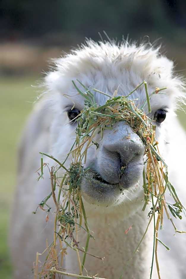 Maydena Mountain Cabins