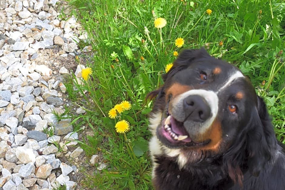 Ferienhaus Schleinzer