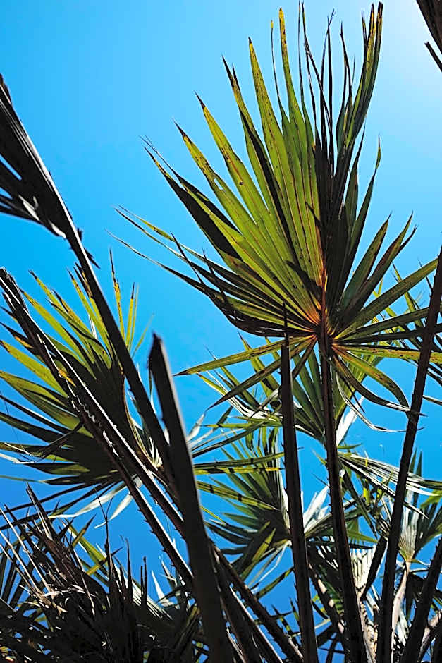 Diani Sea Lodge - All Inclusive