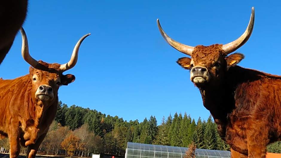 Boticas Parque Natur Houses