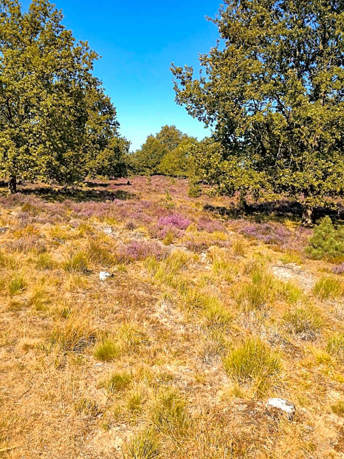 Acacia 1 Hengelhoef