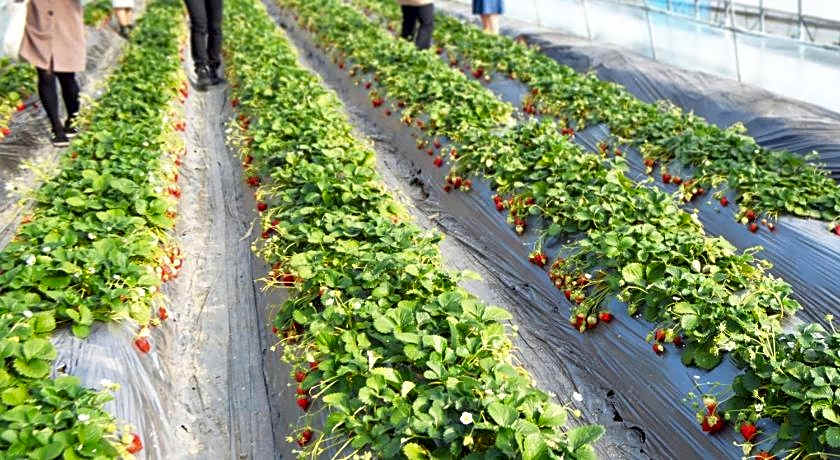 Toyoko Inn Toyama-eki Sinkansen-guchi No.1