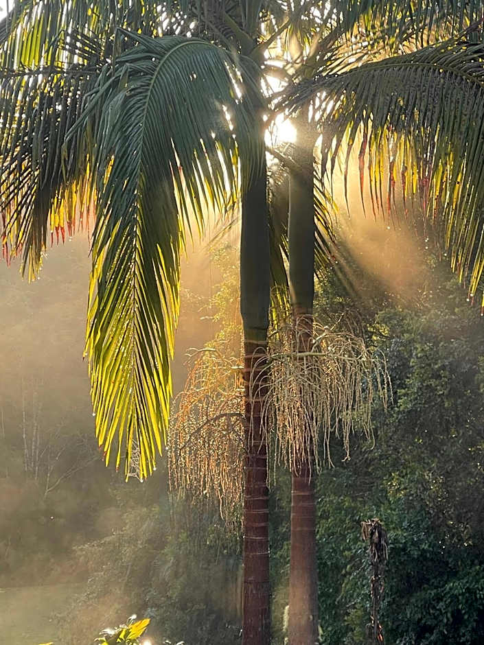 Nightcap Ridge - Byron Bay Hinterland