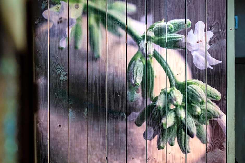 Lavendine Pure Guesthouse