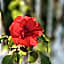 Hotel Bougainvillea San Jose