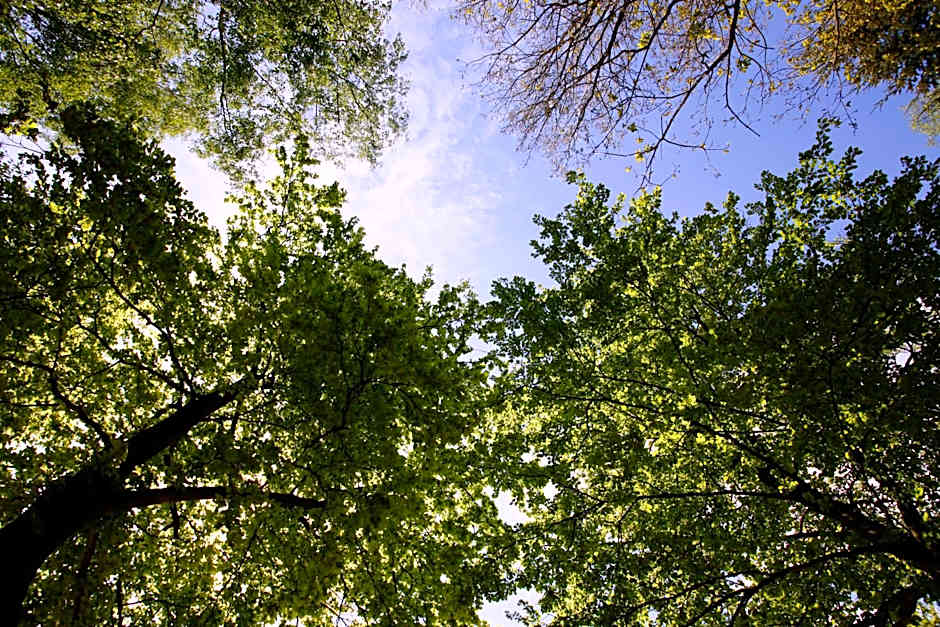 Boshotel - Vlodrop, Roermond