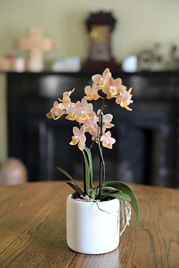 The Bed and Breakfast at Oliver Phelps