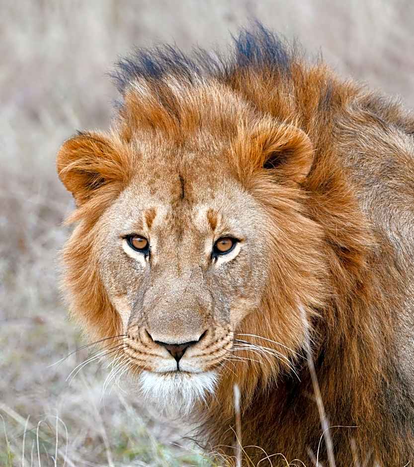 Zulu Rock Lodge - Babanango Game Reserve