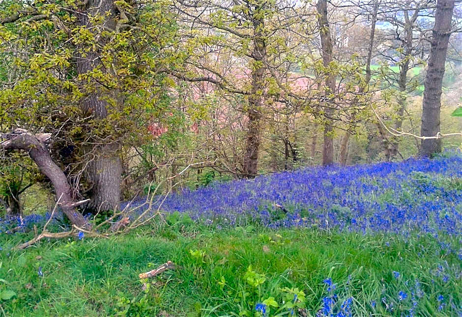 Mortimer Trail B and B