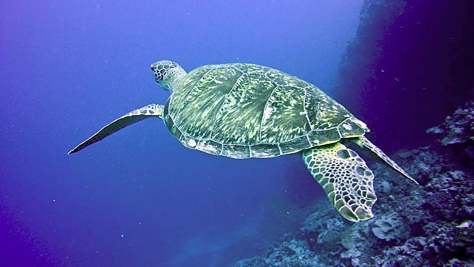 The Halcyon Private Isles Maldives, Autograph Collection