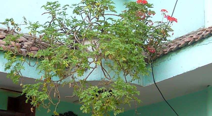 Sanus House Hostel and Homestay