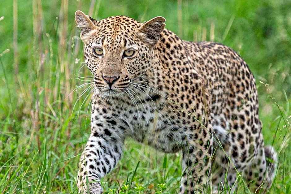 Leopard Sands, Kruger Park
