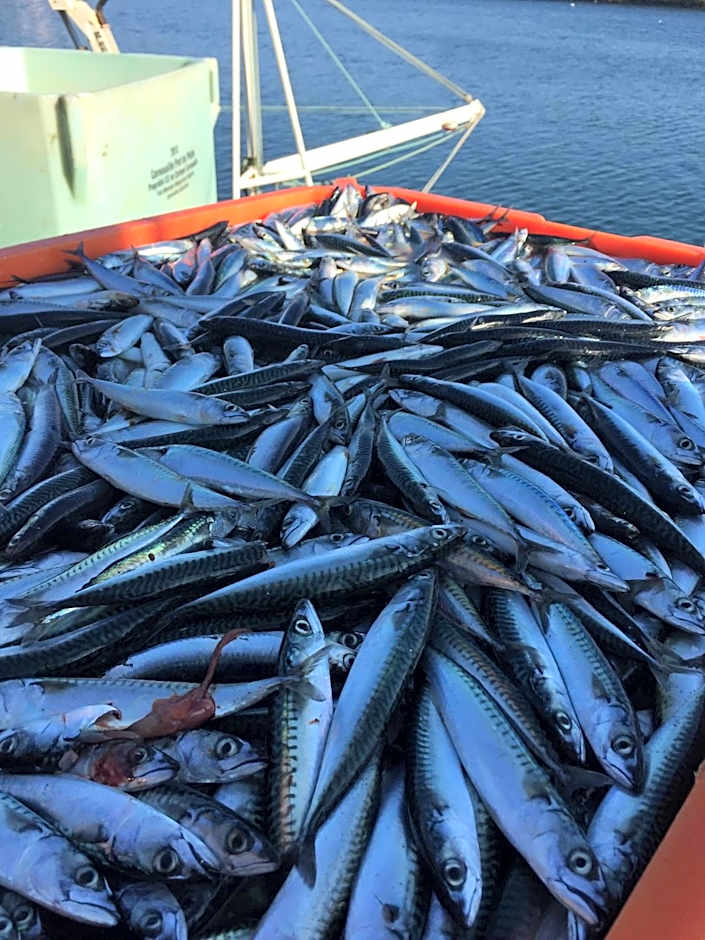 Appartement Design III - Port du Rosmeur - Parking Privé - Douarnenez