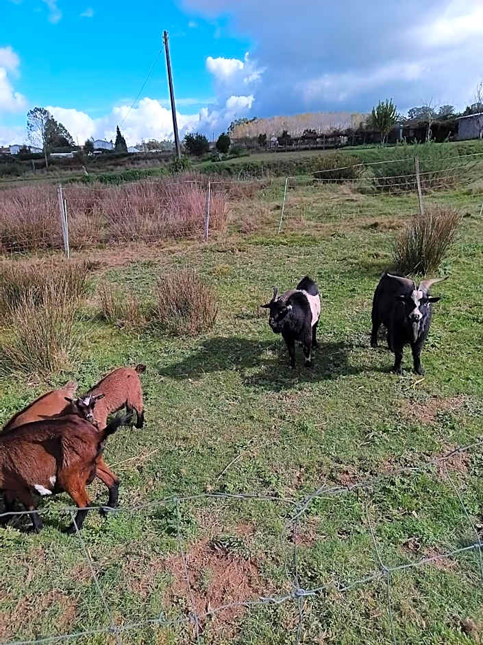 Casa da Avó Miquinhas
