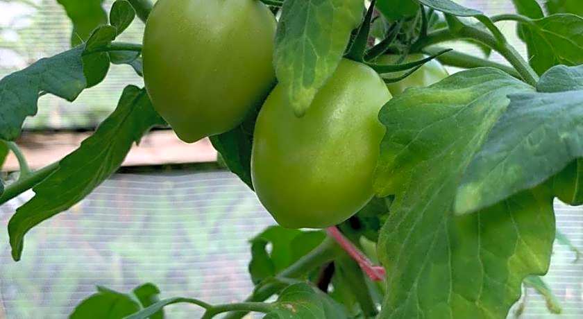 Kot Babi Guest House