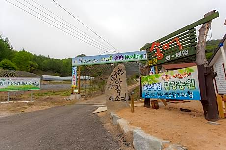 Gangwon Taegisan morning birdsong