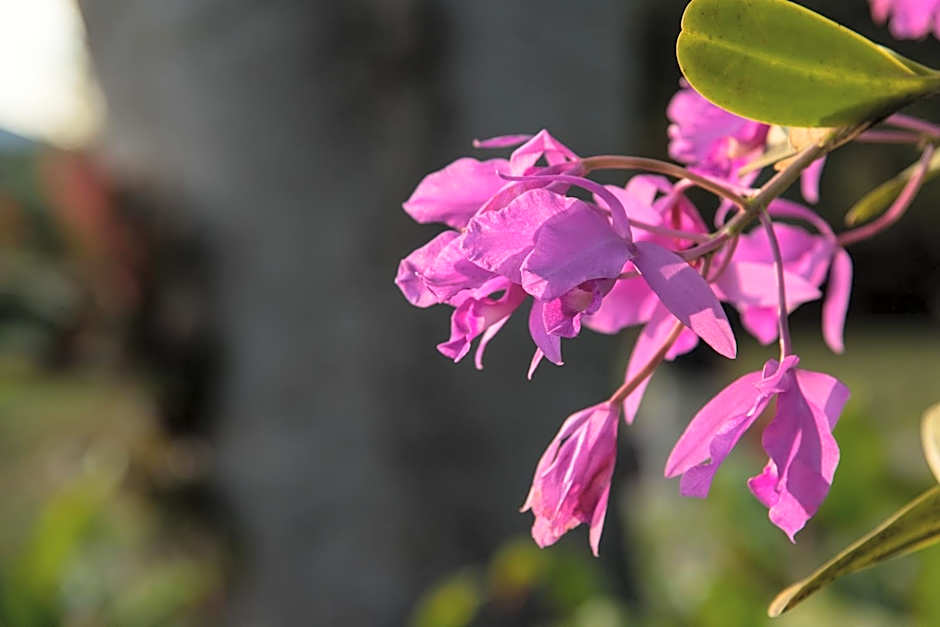 Hotel Bougainvillea San Jose