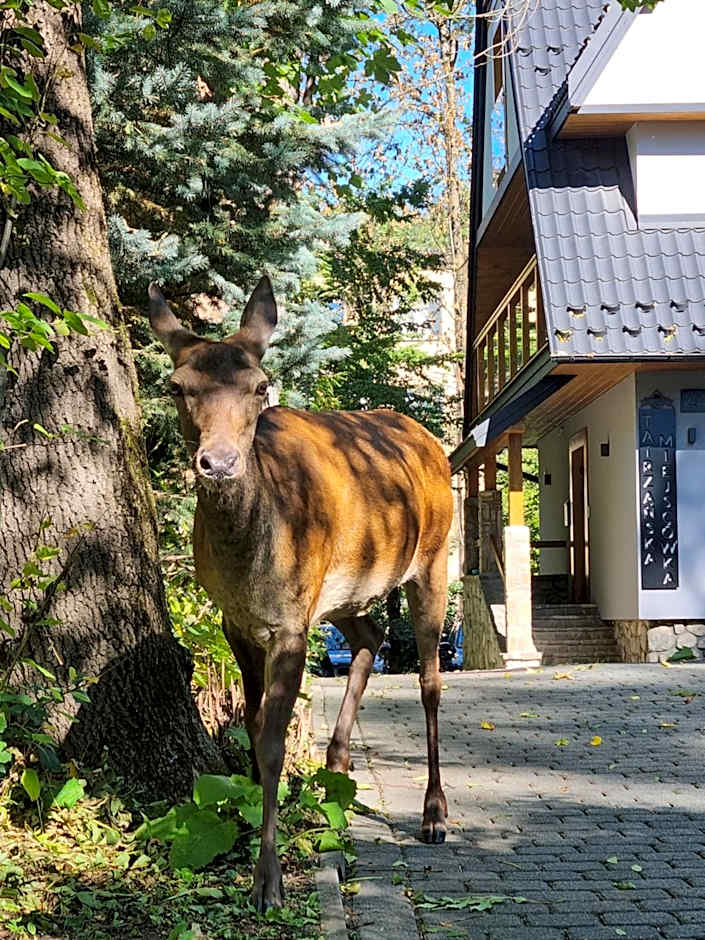 Tatrzańska Miejscówka - Apartamenty Centrum