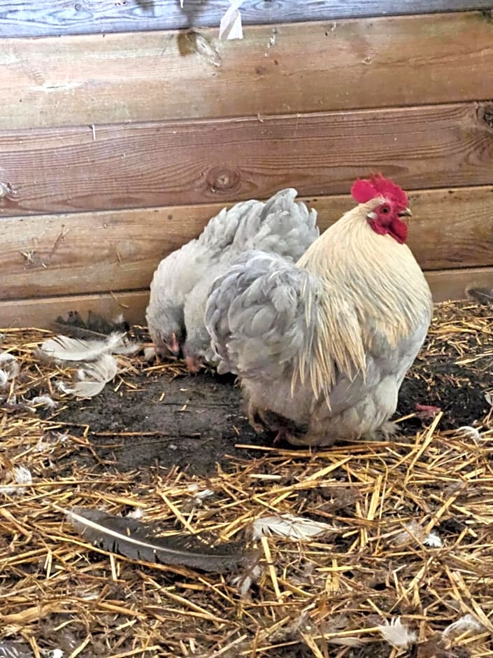 Chambre d hotes le pigeonnier