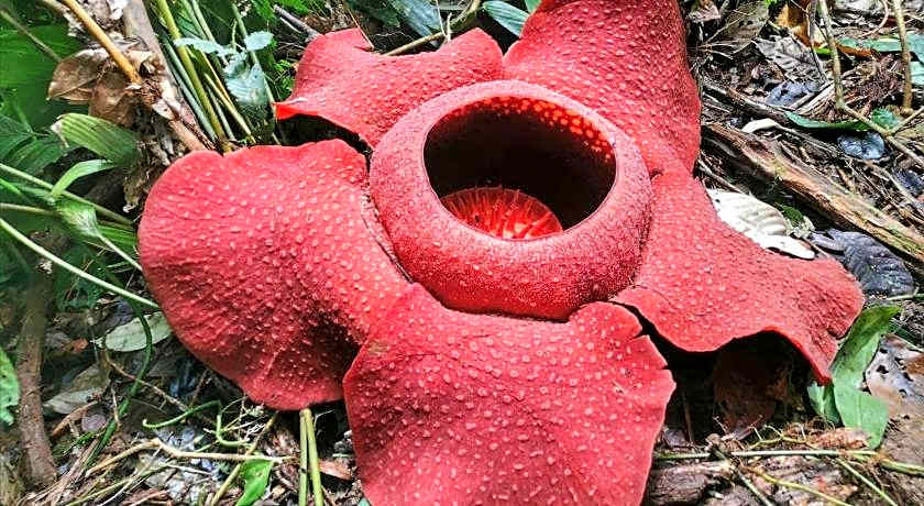 The Cocoon Capsule Hotel