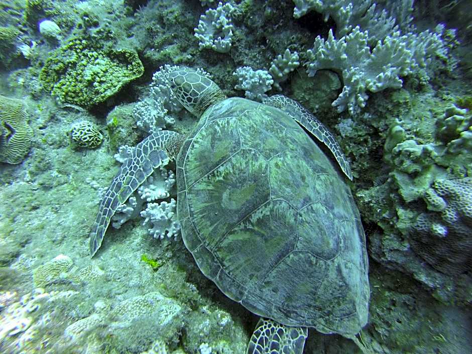 Daifuting Bed and Breakfast