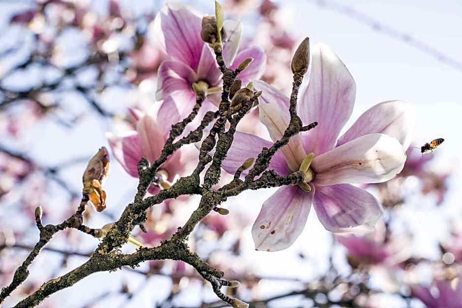 La Magnolia