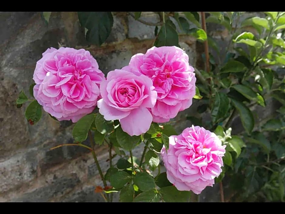 The Potting Shed, self contained, detached retreat in Shapwick village