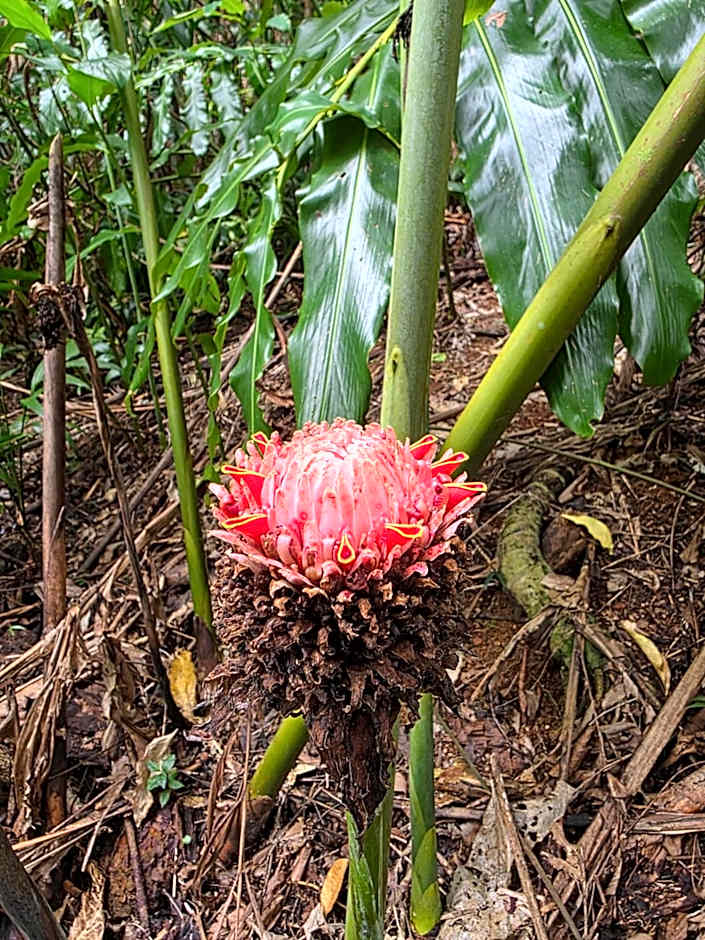 mist at Cape Tribulation