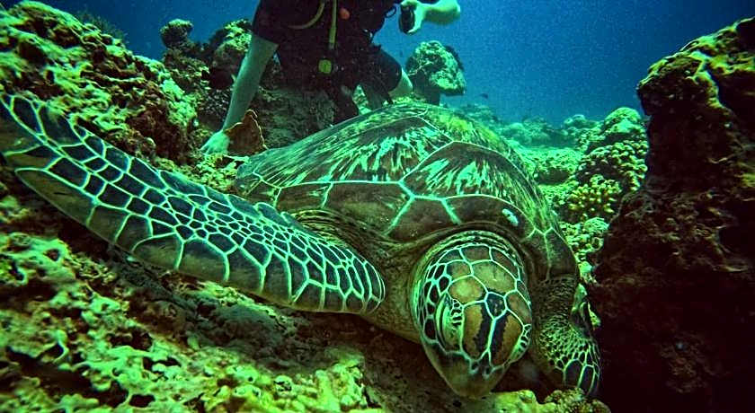 AMIGOS BUNGALOWS GILI MENO