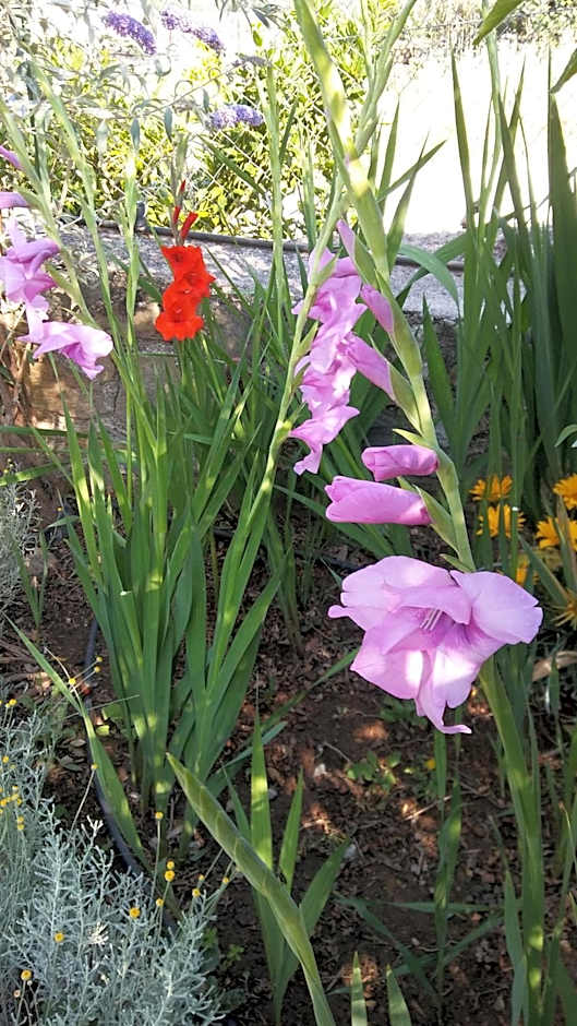 La Cabaña Romantica de Llano
