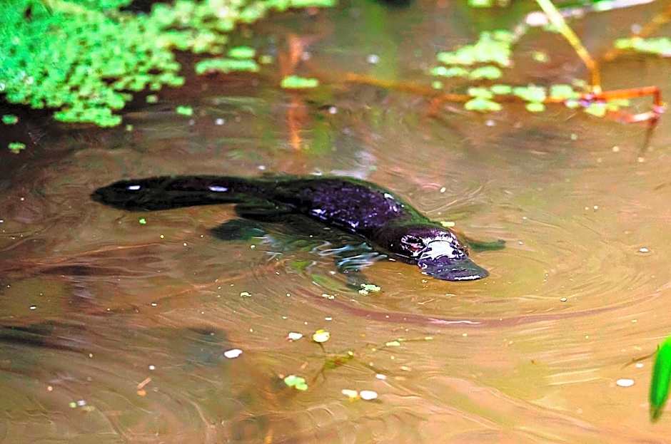 On The Wallaby Eco Lodge