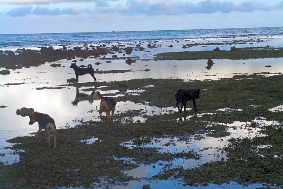 Gaga Haus on the Beach