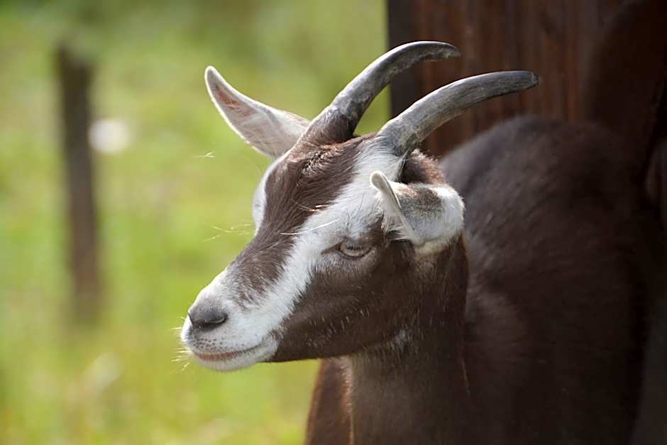 Appartements und Ferienhaus Gasthof Kanzlersgrund
